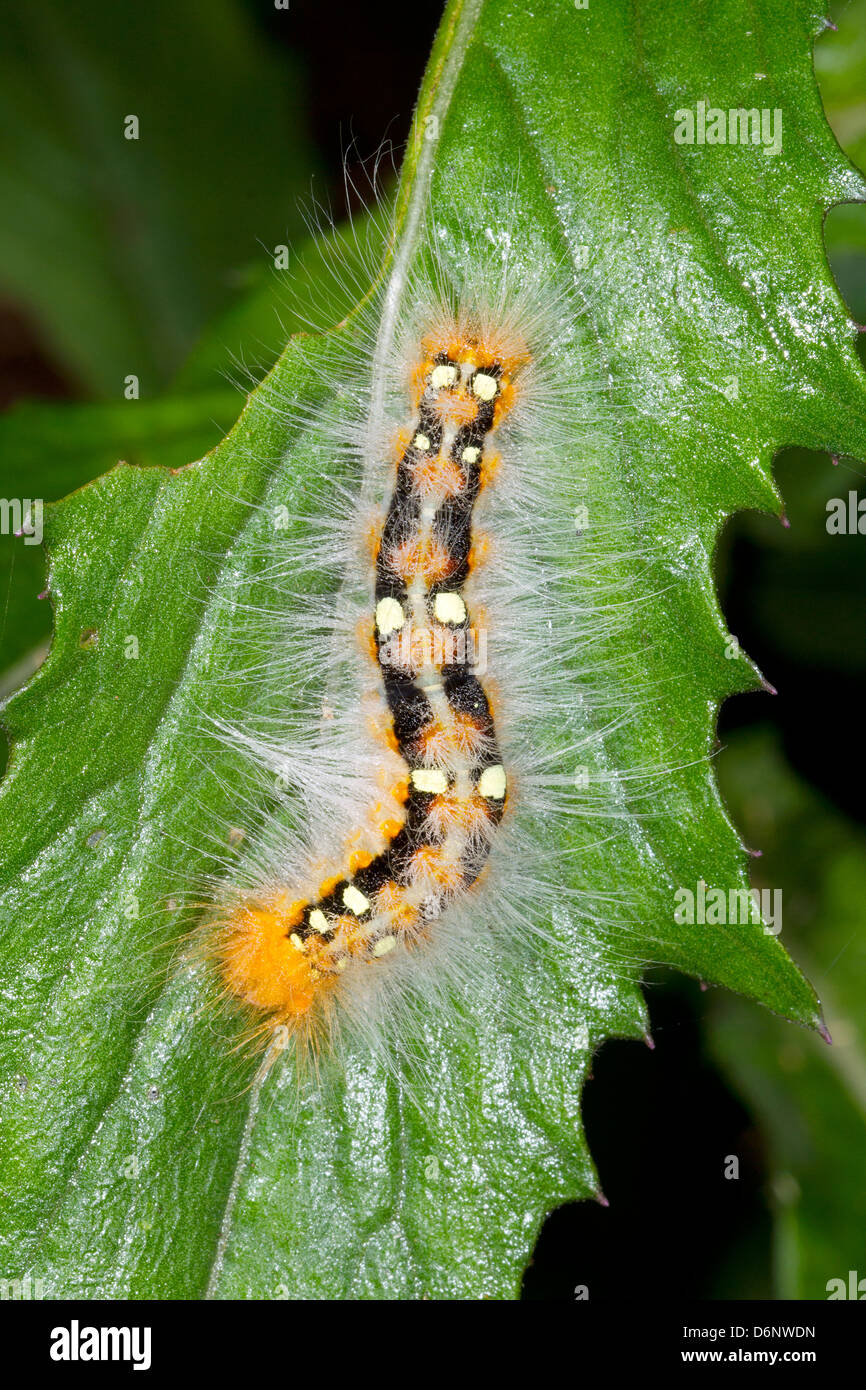 Vivacemente colorato hairy caterpillar su una foglia nella foresta pluviale, Ecuador Foto Stock