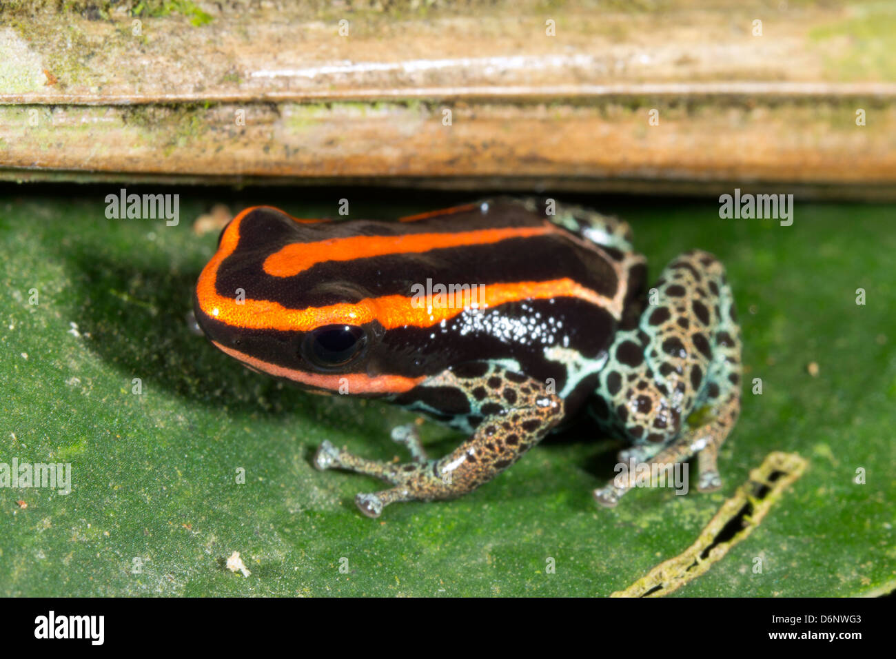 Veleno amazzonica (Rana Ranitomeya ventrimaculata) Foto Stock