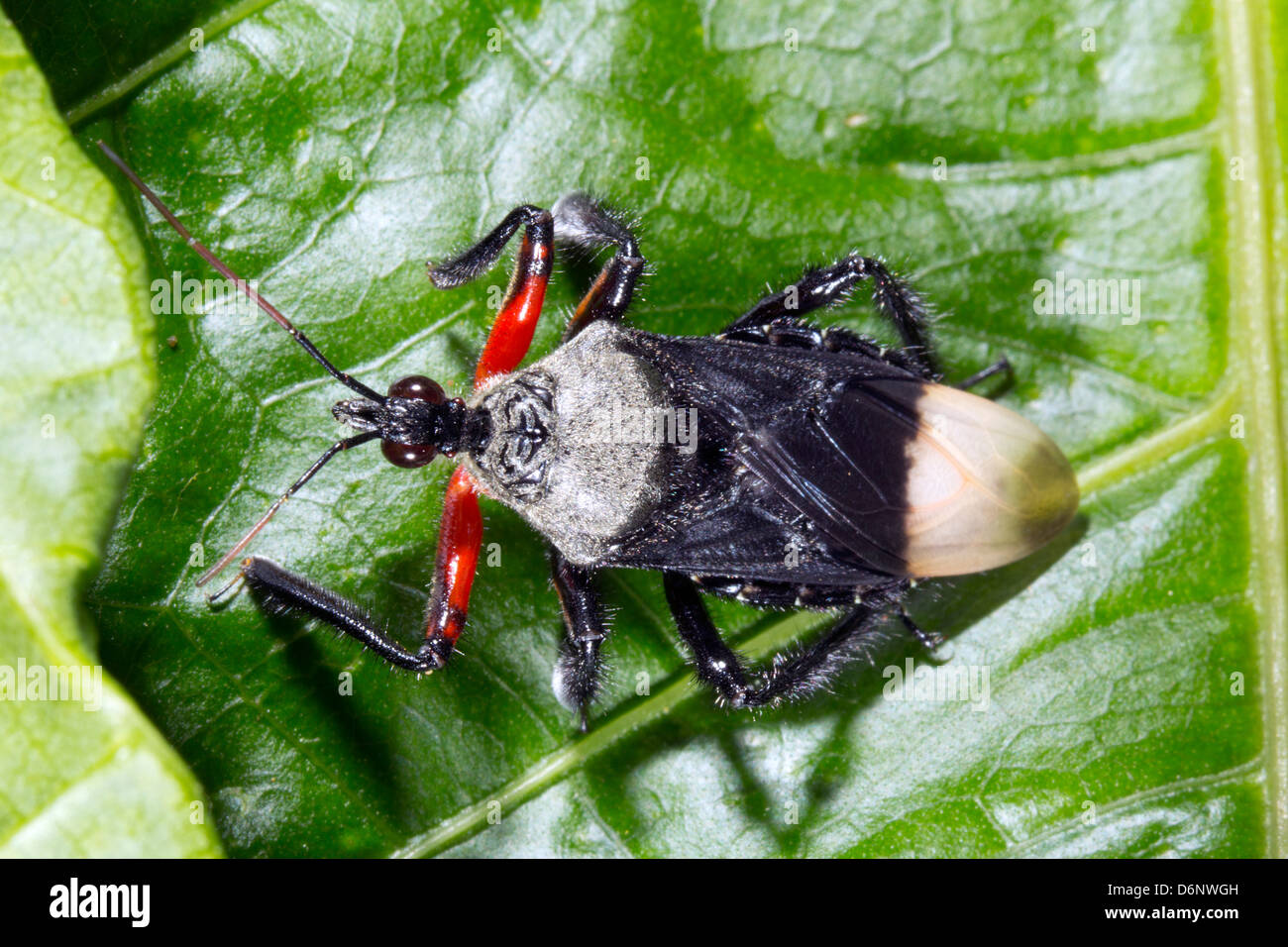 Assassin Bug (Famiglia Reduviidae) nella foresta pluviale, Ecuador Foto Stock