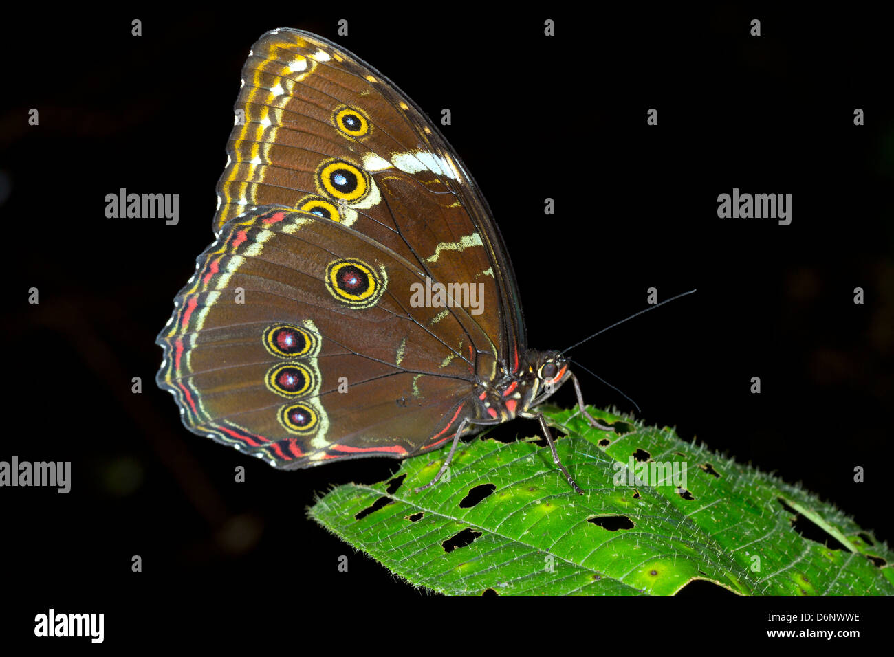 Morpho butterfly a riposo nel sottobosco della foresta pluviale con ali ripiegate, Ecuador Foto Stock