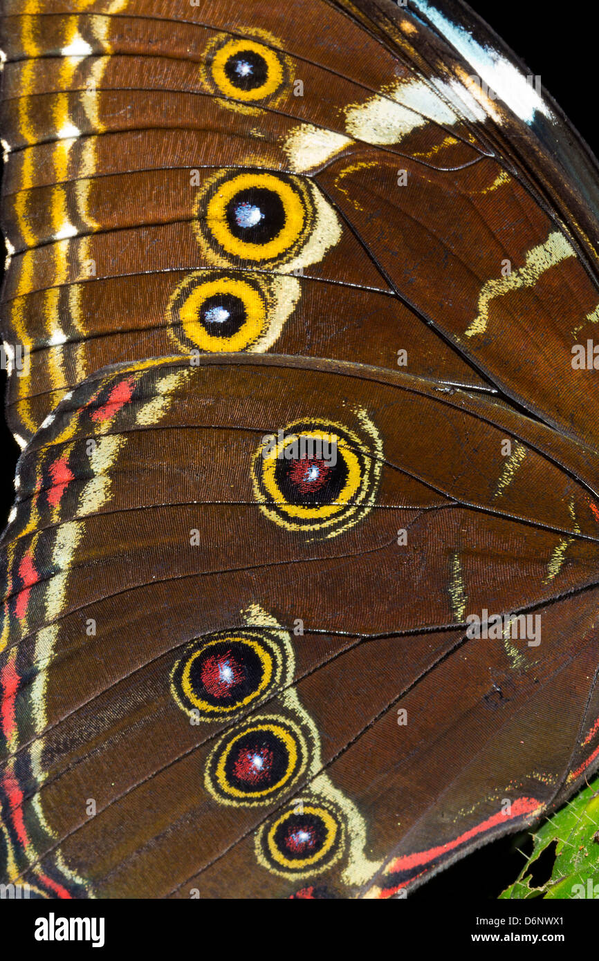La parte inferiore di un morfo ala di farfalla che mostra macchie dell'occhio. Foto Stock
