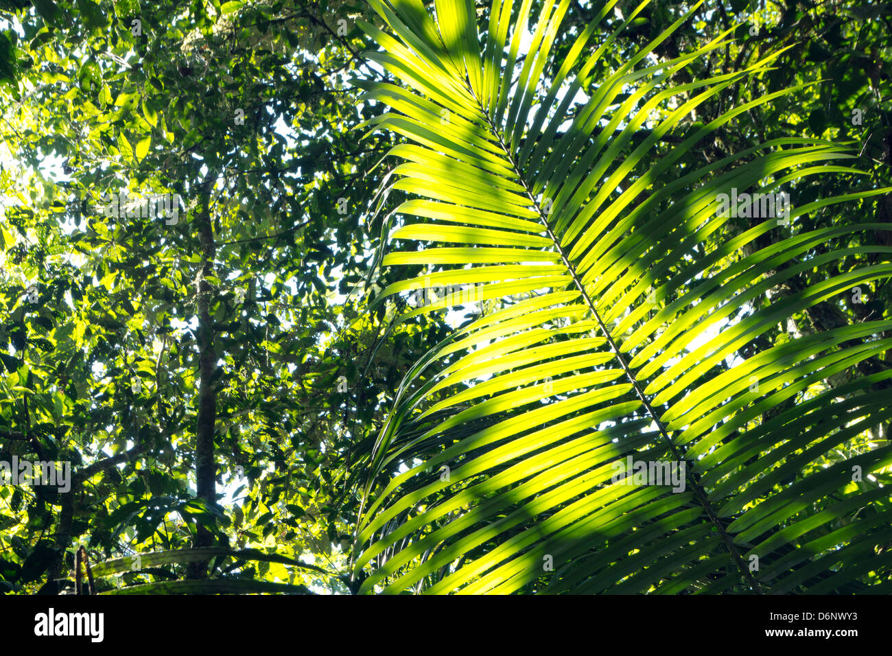 Retroilluminato in foglia di palma nella foresta pluviale primaria, Ecuador Foto Stock