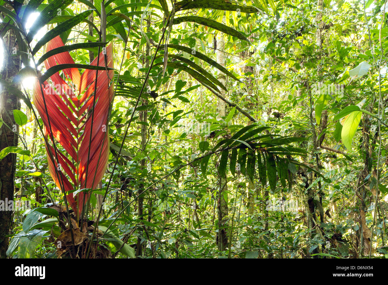 Nuova red leaf emergente da un sottobosco palm nella foresta pluviale primaria, Ecuador Foto Stock