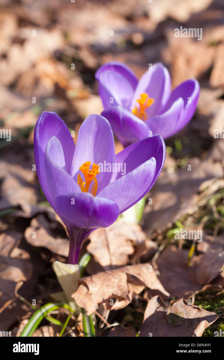 Violetta Crocus fiori Foto Stock