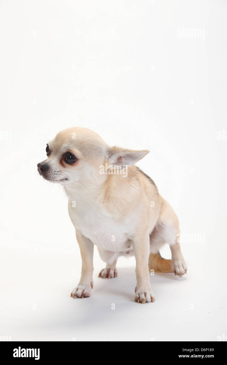Chihuahua, a pelo corto |Chihuahua, kurzhaarig Foto Stock