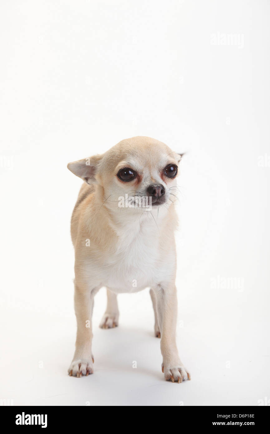 Chihuahua, a pelo corto |Chihuahua, kurzhaarig Foto Stock