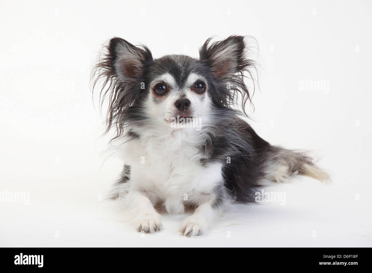 Chihuahua, longhaired, nero con bianco, 10 anni |Chihuahua, langhaarig, schwarz mit weiss, 10 Jahre alt / alter Hund Foto Stock
