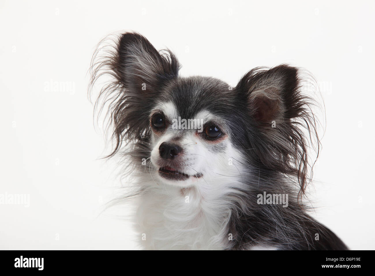 Chihuahua, longhaired, nero con bianco, 10 anni |Chihuahua, langhaarig, schwarz mit weiss, 10 Jahre alt / alter Hund Foto Stock