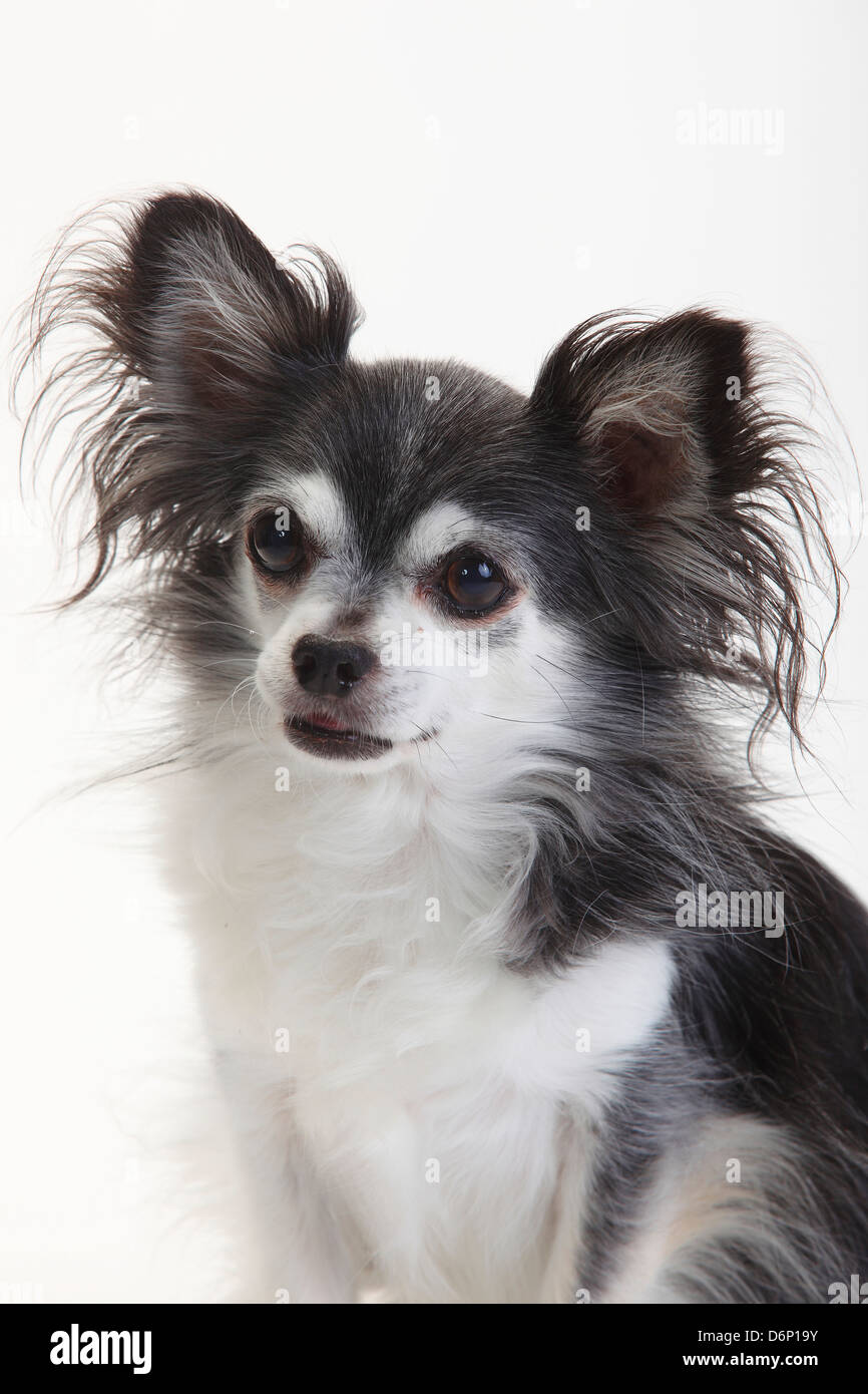 Chihuahua, longhaired, nero con bianco, 10 anni |Chihuahua, langhaarig, schwarz mit weiss, 10 Jahre alt / alter Hund Foto Stock