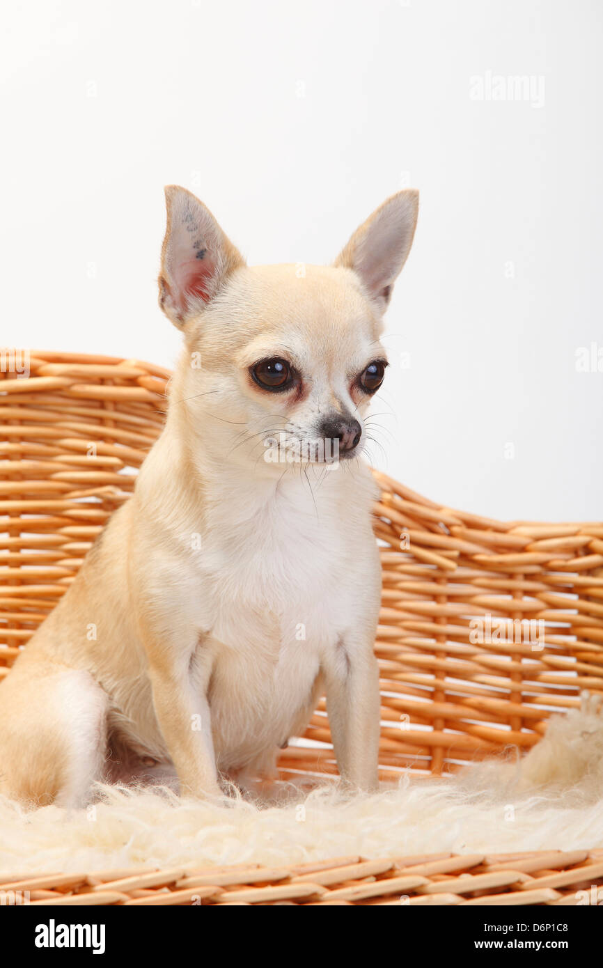 Chihuahua, a pelo corto |Chihuahua, kurzhaarig / Divano, il lettino Hundesofa Foto Stock