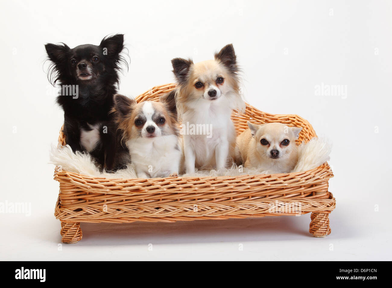 I Chihuahua, longhaired e a pelo corto |I Chihuahua, langhaarig und kurzhaarig / Divano, il lettino Hundesofa Foto Stock