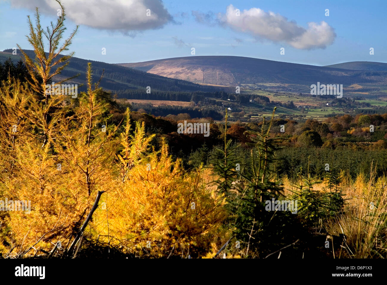 In Autunno le montagne di Wicklow Irlanda Foto Stock