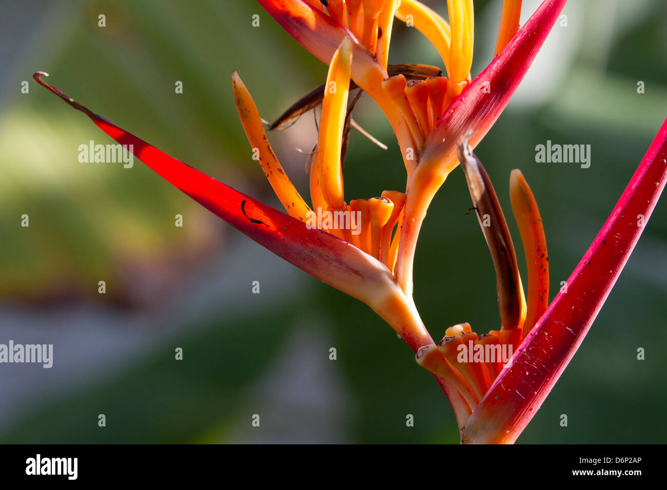 20 Ciondoli Con Fermagli A Moschettone - Theme Marino Con Pietre Turchesi | Per Portachiavi, Borse, Fai-Da-Te - Foto 7