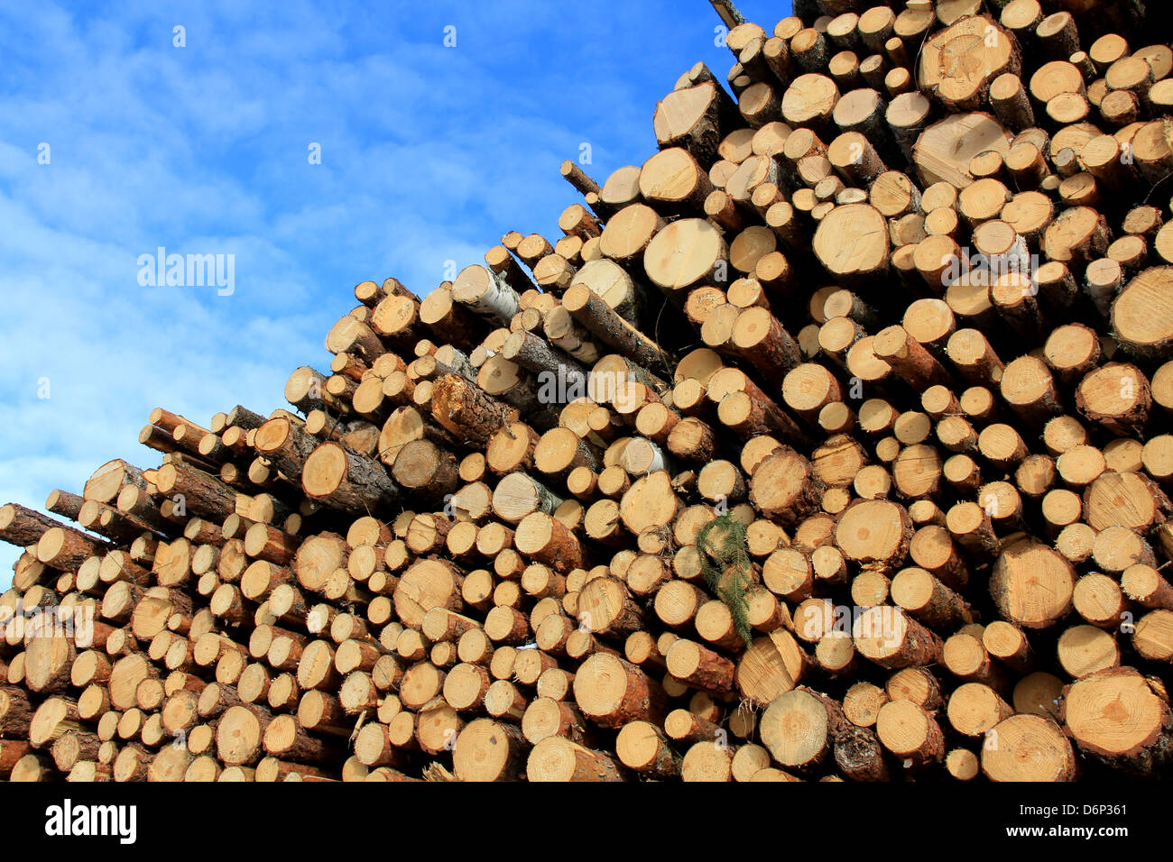Legno impilati per la fabbricazione di pasta per carta o per potenza e energia con cielo blu e poche nuvole come sfondo. Foto Stock