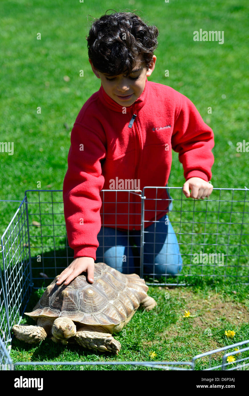 Roslyn Harbor, New York, Stati Uniti d'America. Xxi Aprile, 2013. A celebrare la Giornata della Terra a Nassau County Museum of Art, un giovane ragazzo animali domestici una grande tartaruga, uno degli animali al Museo della Scienza di Long Island le mani sulla scienza dei centri di attività ha portato. Foto Stock