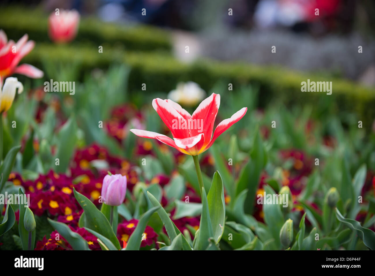 Tulipano Foto Stock