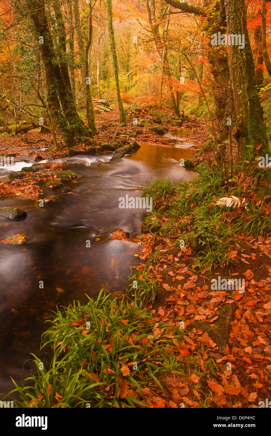 I colori autunnali intorno al fiume Teign e legno Hannicombe vicino al Ponte Fingle, Parco Nazionale di Dartmoor, Devon, Inghilterra, Regno Unito Foto Stock