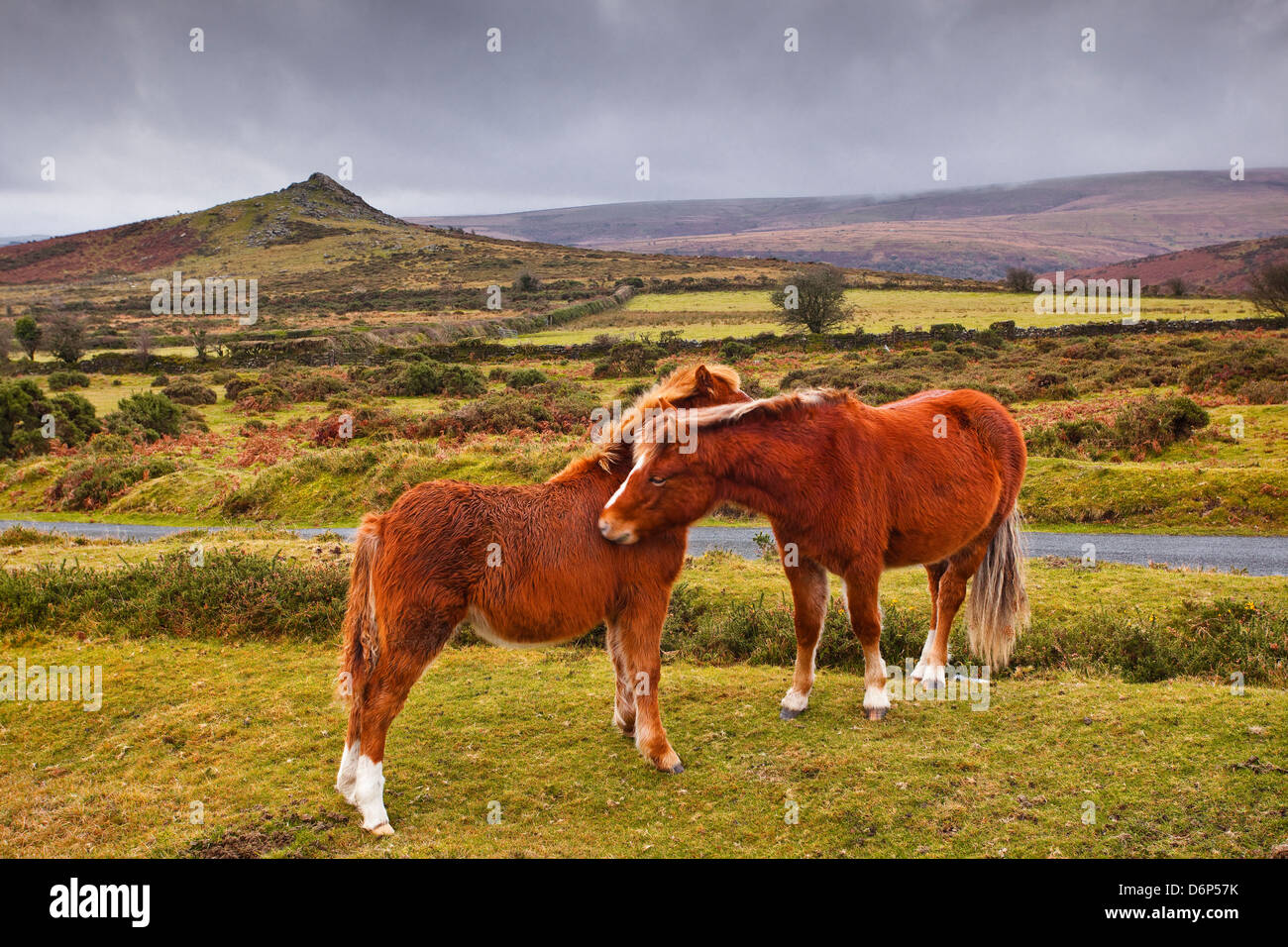 Due pony selvaggio di Dartmoor Devon, Inghilterra, Regno Unito, Europa Foto Stock