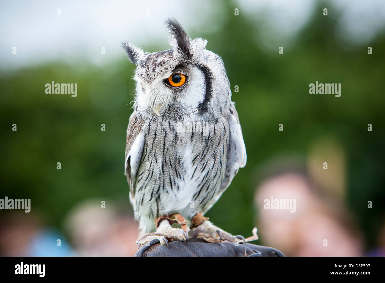 Southern di fronte bianco-gufo appollaiato su un falconer il guanto. Foto Stock