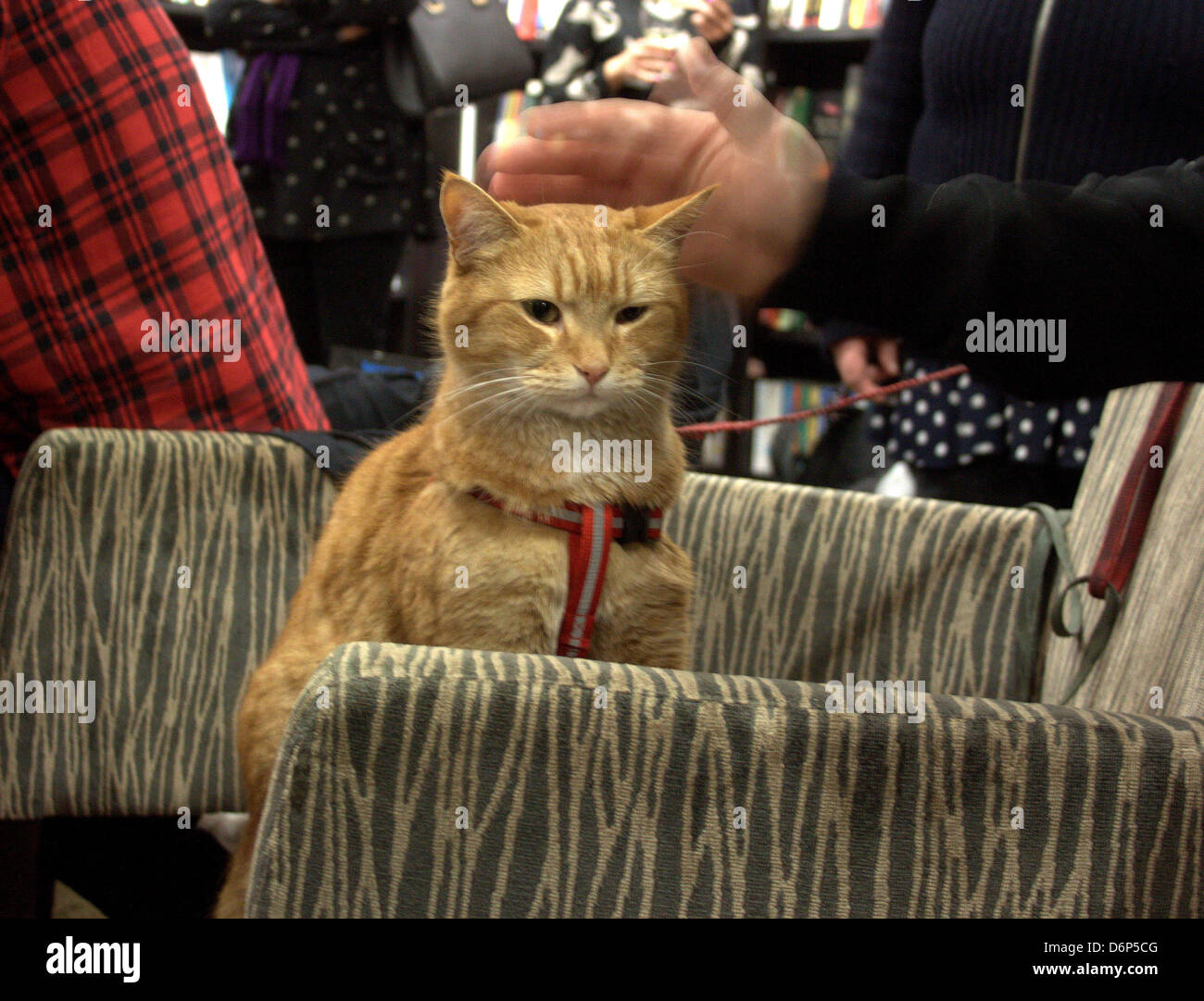 Bob la strada cat James Bowen e Bob la strada cat frequentare una firma di occupato a Islington Waterstone's book store di firmare le copie Foto Stock