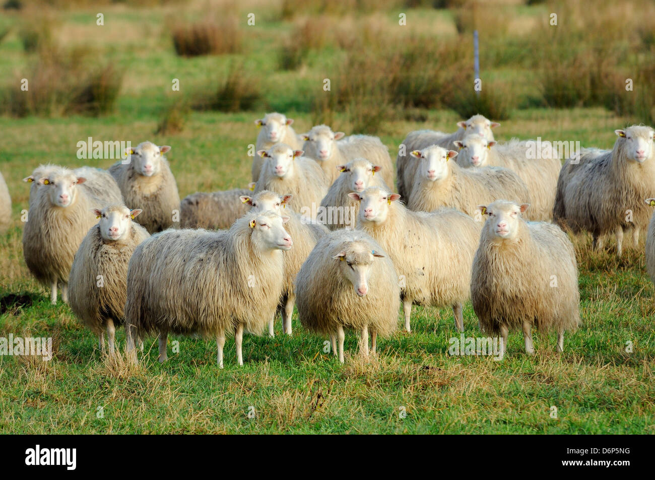 Diepholzer Moorschnucke (Ovis aries), una rara antica razza atta alla brughiera vivere, Rehdener Geestmoor, Bassa Sassonia, Germania Foto Stock