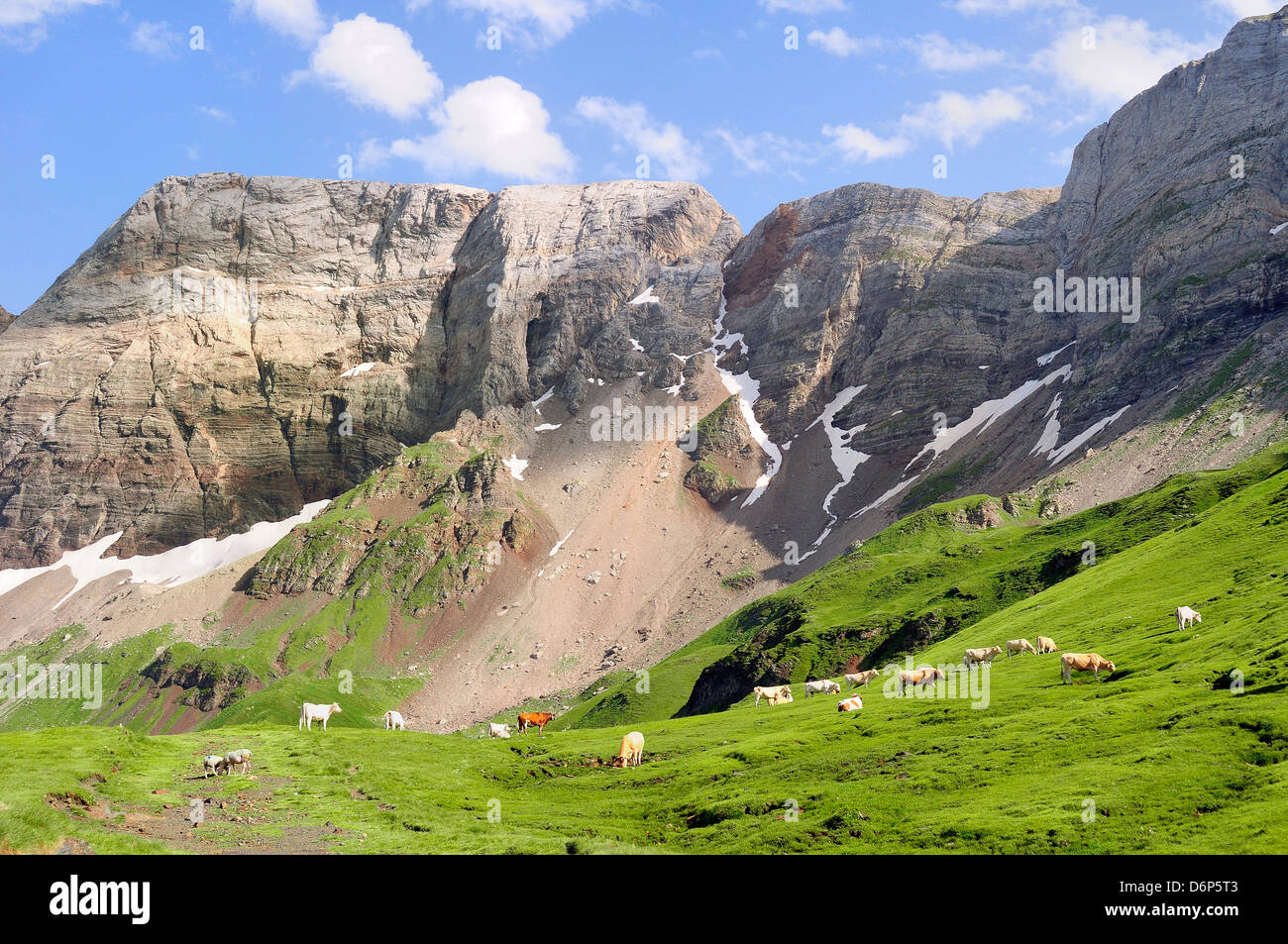 Lourdaise gli animali domestici della specie bovina (Bos taurus) pascolo a Le Cirque de Troumouse, Parco Nazionale dei Pirenei, Hautes-Pyrenees, Francia Foto Stock
