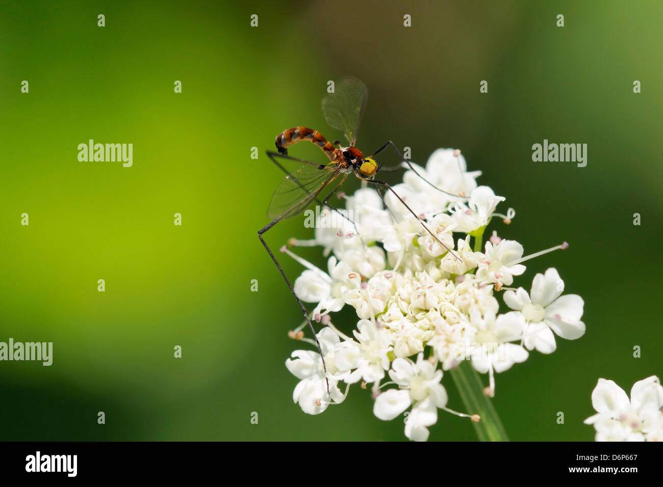 Una rara net-winged midge (Apistomyia elegans) alimentazione su ombrella fiori da un incontaminato torrente di montagna, Corsica, Francia, Europa Foto Stock
