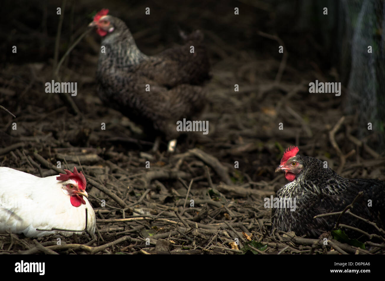 Due galline di bianco e grigio e un altro grigio permanente di pollo in background. Foto Stock