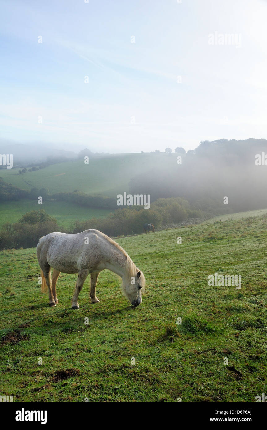 Welsh mountain pony (Equus caballus) pascolare un prato di collina in una nebbiosa mattina autunnale, Box, Wiltshire, Inghilterra, Regno Unito Foto Stock