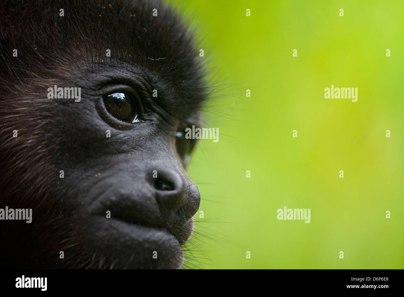 Scimmie urlatrici (genere Alouatta monotypic nella sottofamiglia Alouattinae), nella giungla, Costa Rica, Sud America. Foto Stock