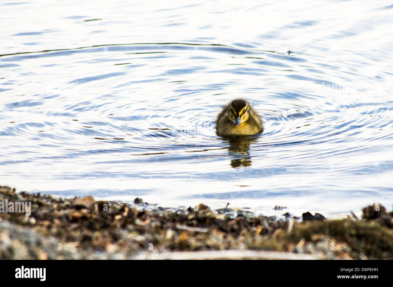 Un pulcino mallard anatroccolo guardando verso la fotocamera in acqua vicino alla riva. Foto Stock