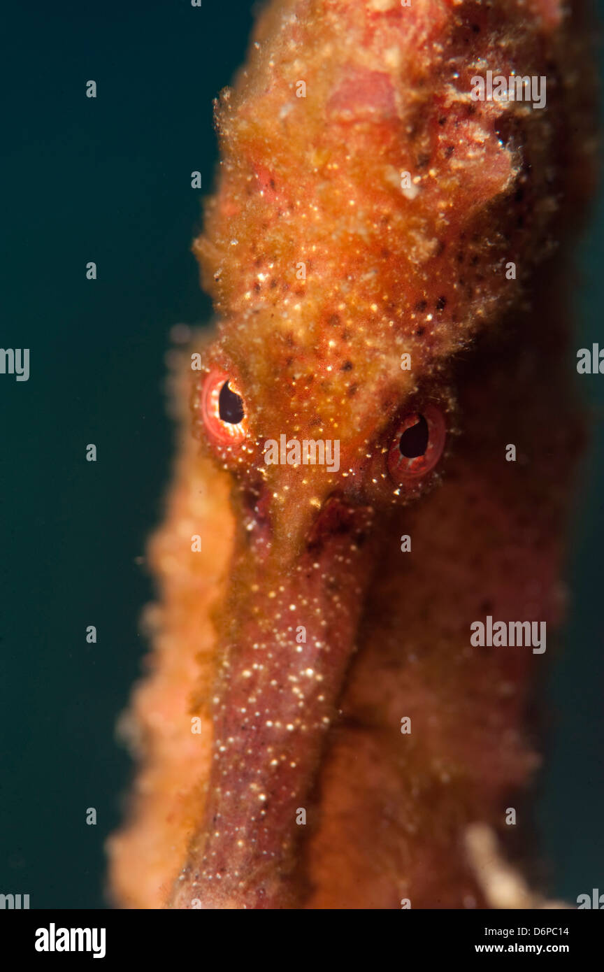 Cavalluccio marino Longsnout (Hippocampus reidi), Dominica, West Indies, dei Caraibi e America centrale Foto Stock