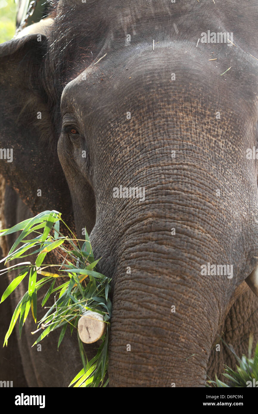 L'elefante indiano (Elephas maximus indicus), Bandhavgarh National Park, Madhya Pradesh, India, Asia Foto Stock
