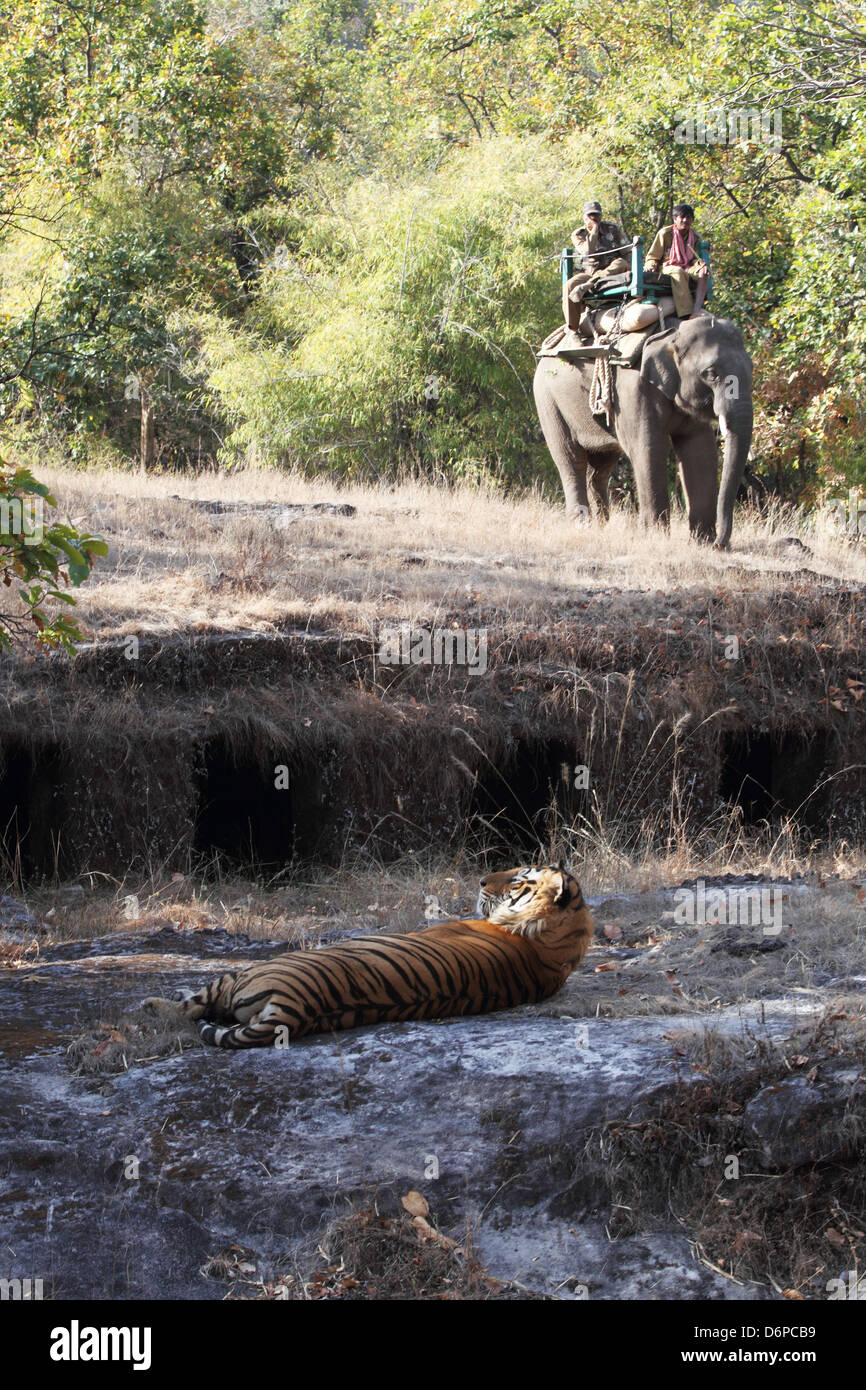 Tigre del Bengala, Panthera tigri tigri, Bandhavgarh National Park, Madhya Pradesh, India Foto Stock