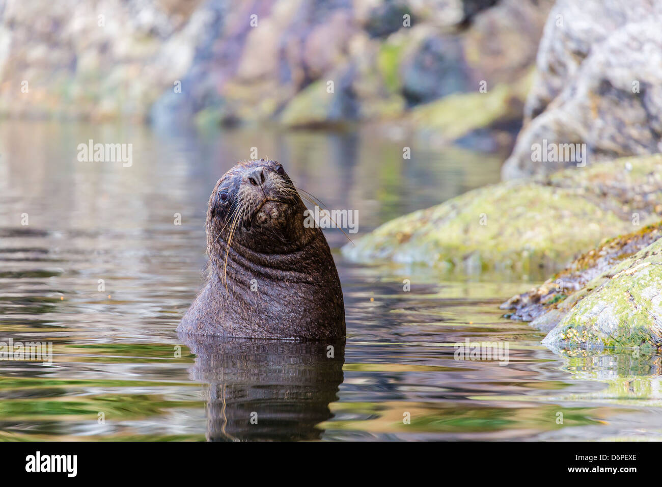 Sud Americana Sea Lion (Otaria flavescens) bull, Seno Agostini fiordo, stretto di Magellano, Patagonia, Cile, Sud America Foto Stock