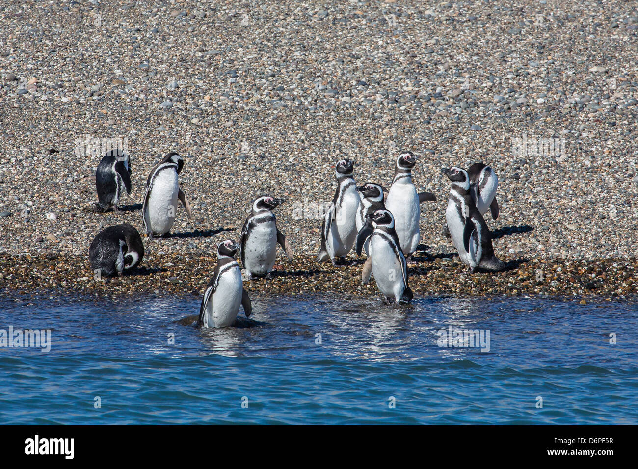 Adulto i pinguini di Magellano (Spheniscus magellanicus), Puerto Deseado, Patagonia, Argentina, Sud America Foto Stock