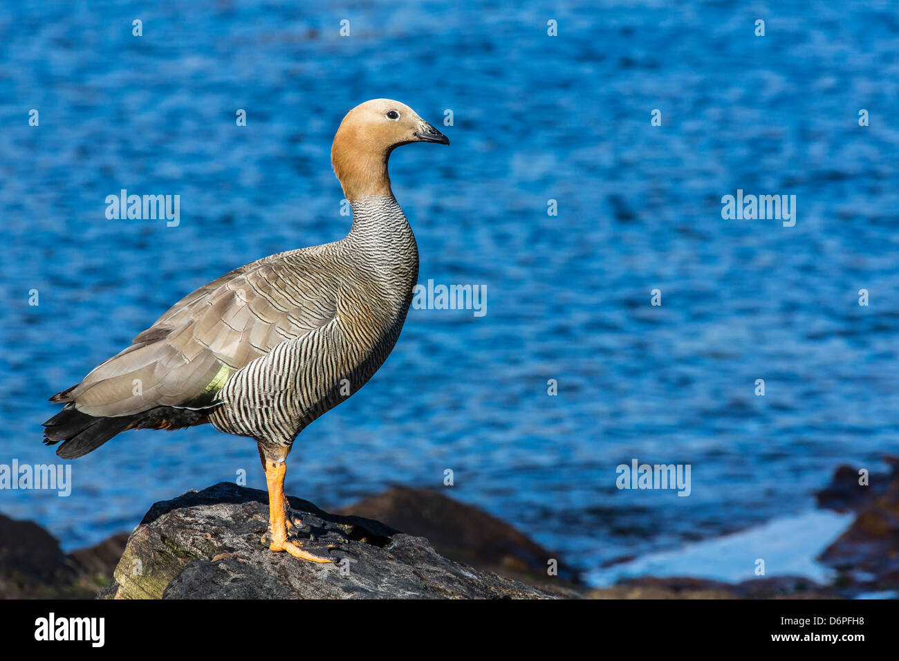 Adulto rubicondo-headed goose (Chloephaga rubidiceps), Isola di carcassa, Isole Falkland, Sud Atlantico, Sud America Foto Stock