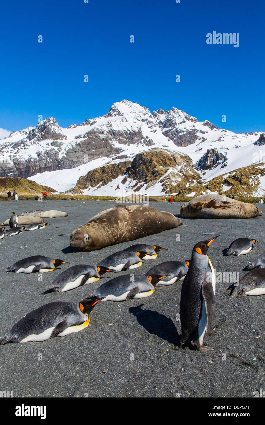 Re pinguini (Aptenodytes patagonicus), Oro Harbour, Isola Georgia del Sud, Sud Atlantico, regioni polari Foto Stock