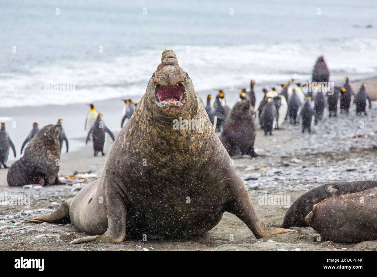Elefante marino del sud (Mirounga leonina) bull, Peggotty Bluff, Georgia del Sud e Oceano atlantico, regioni polari Foto Stock