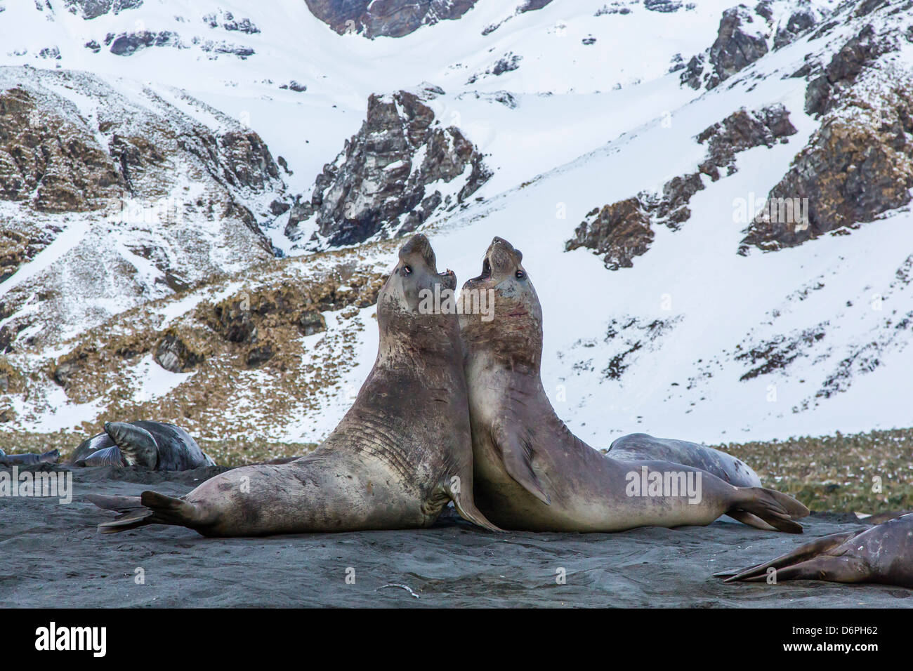 Elefante marino del sud (Mirounga leonina) tori combattimenti a Porto Oro, Georgia del Sud e Oceano atlantico, regioni polari Foto Stock