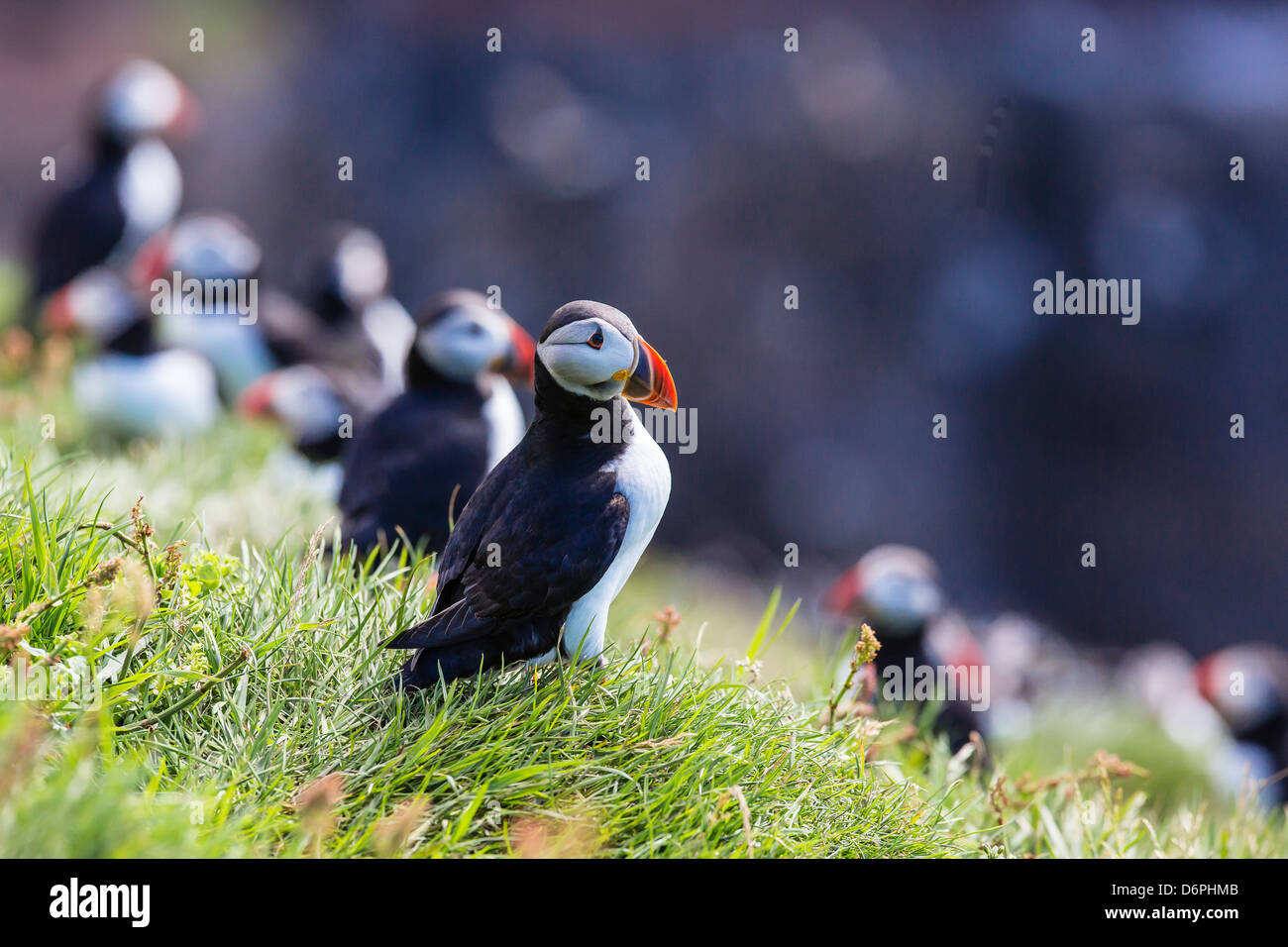 Atlantic pulcinelle di mare (Fratercula arctica), Isola Mykines, Isole Faerøer, Danimarca, Europa Foto Stock