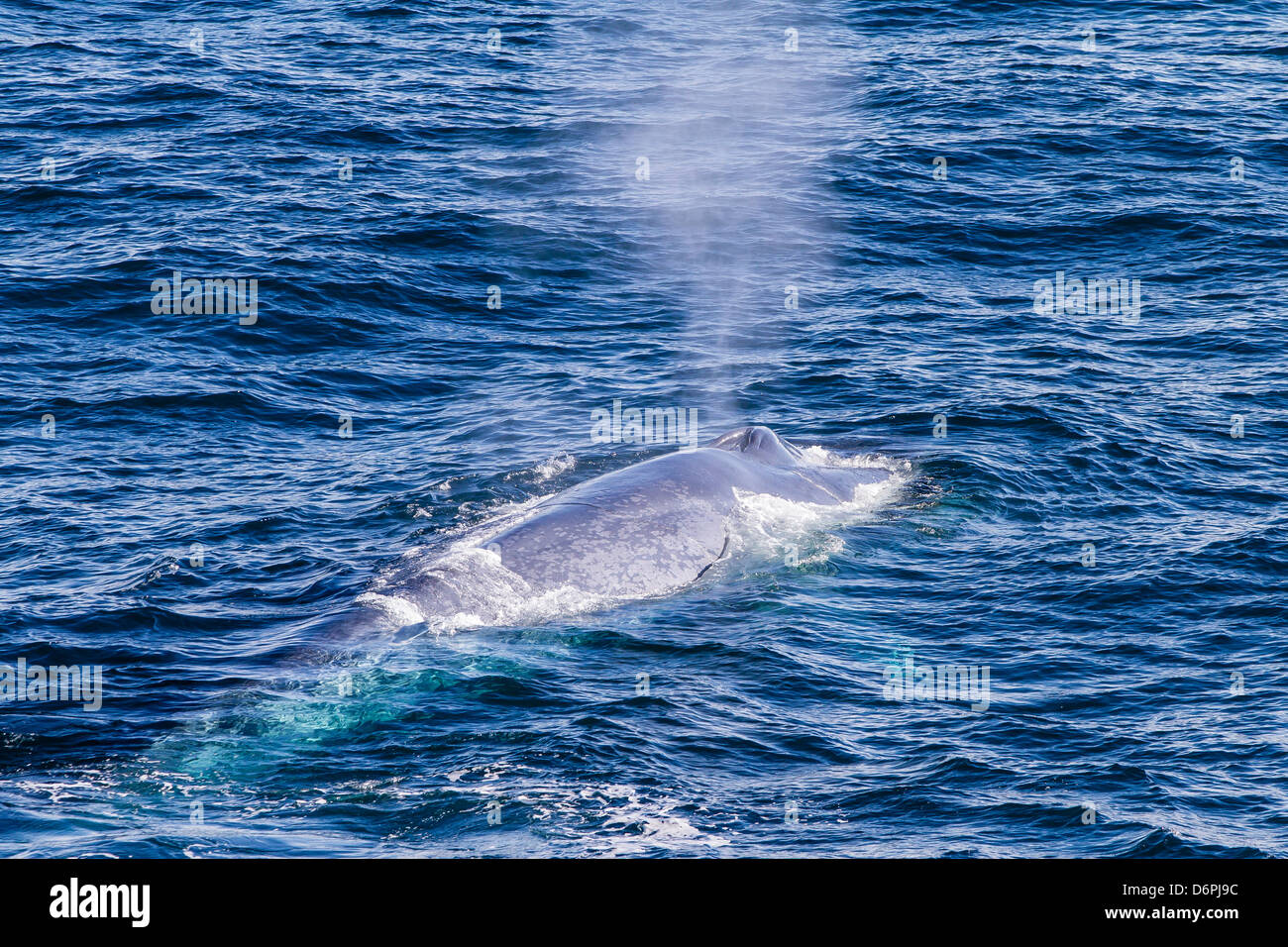 Adulto balena blu (Balaenoptera musculus) off northwestern isola Spitsbergen, Svalbard, il Mare di Barents, Norvegia e Scandinavia Foto Stock