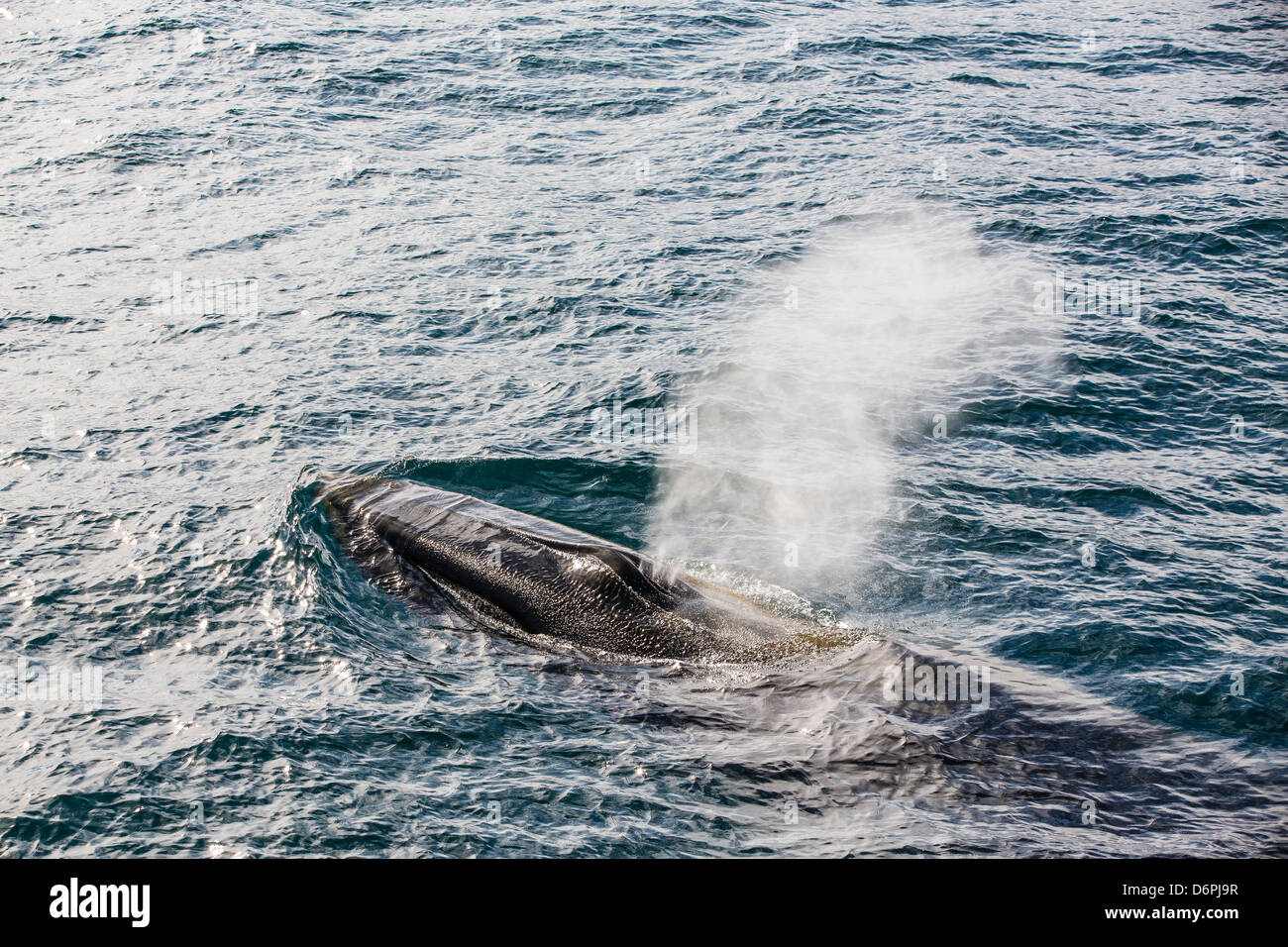 Adulto balenottera comune (Balaenoptera physalus), Sorkapp, isola Spitsbergen, arcipelago delle Svalbard, Norvegia, Scandinavia, Europa Foto Stock