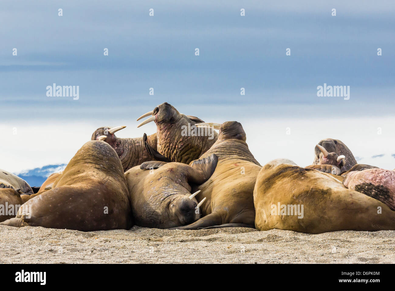 Tricheco adulto (Odobenus rosmarus rosmarus), Torrelneset, Nordauslandet Isola, arcipelago delle Svalbard, Norvegia, Scandinavia, Europa Foto Stock