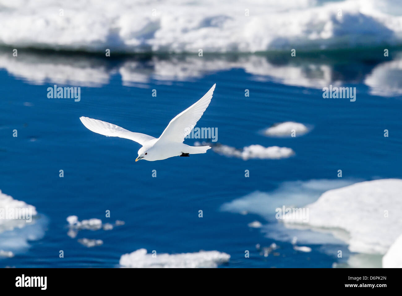 Adulto gabbiano avorio (Pagophila eburnea), portano il suono, isola Spitsbergen, Svalbard, Norvegia, Scandinavia, Europa Foto Stock