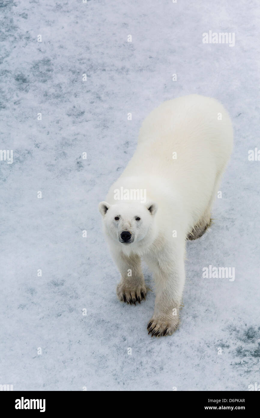 Un curioso giovane orso polare (Ursus maritimus) sul ghiaccio di recare il suono, isola Spitsbergen, Svalbard, Norvegia, Scandinavia, Europa Foto Stock