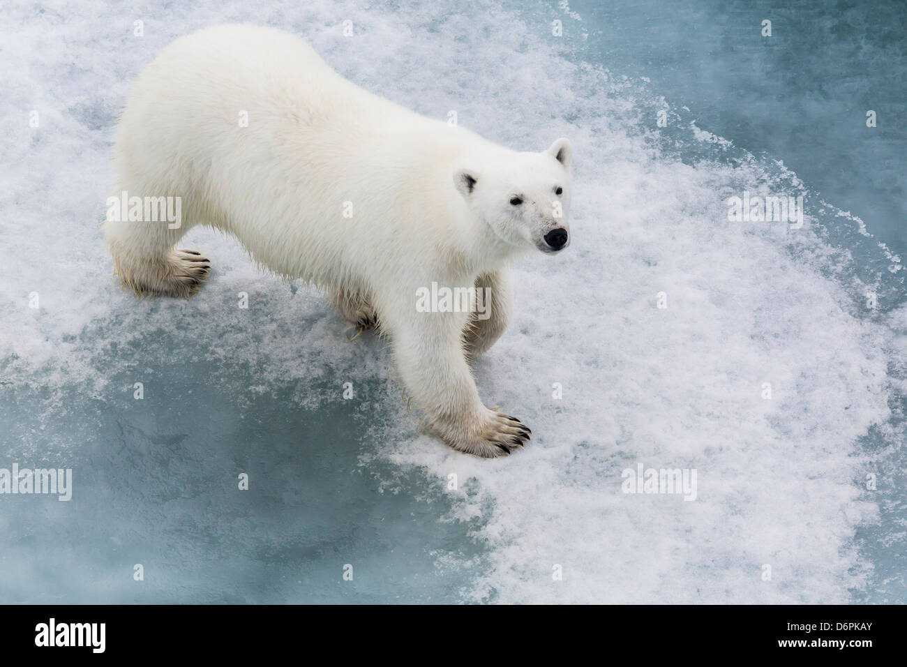 Un curioso giovane orso polare (Ursus maritimus) sul ghiaccio di recare il suono, isola Spitsbergen, Svalbard, Norvegia, Scandinavia, Europa Foto Stock