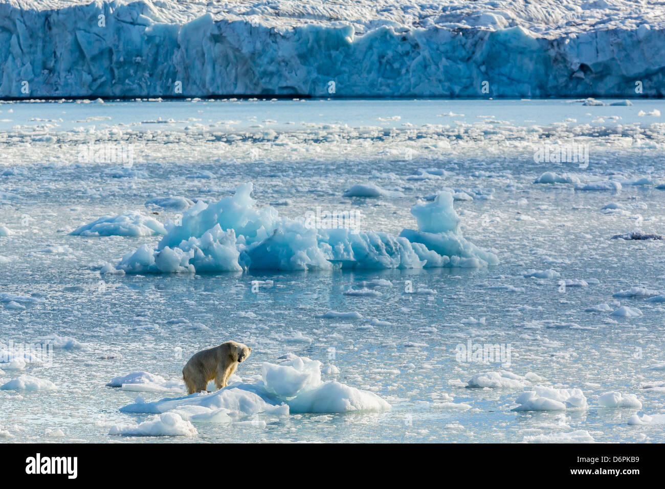 Adulto di orso polare (Ursus maritimus) sul ghiaccio di Gashamna (Oca Bay), isola Spitsbergen, Svalbard, Norvegia, Scandinavia, Europa Foto Stock