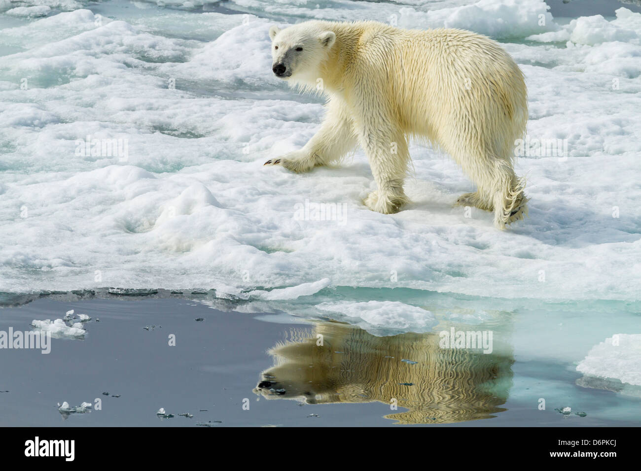 Adulto di orso polare (Ursus maritimus) sul ghiaccio di recare il suono, isola Spitsbergen, Svalbard, Norvegia, Scandinavia, Europa Foto Stock