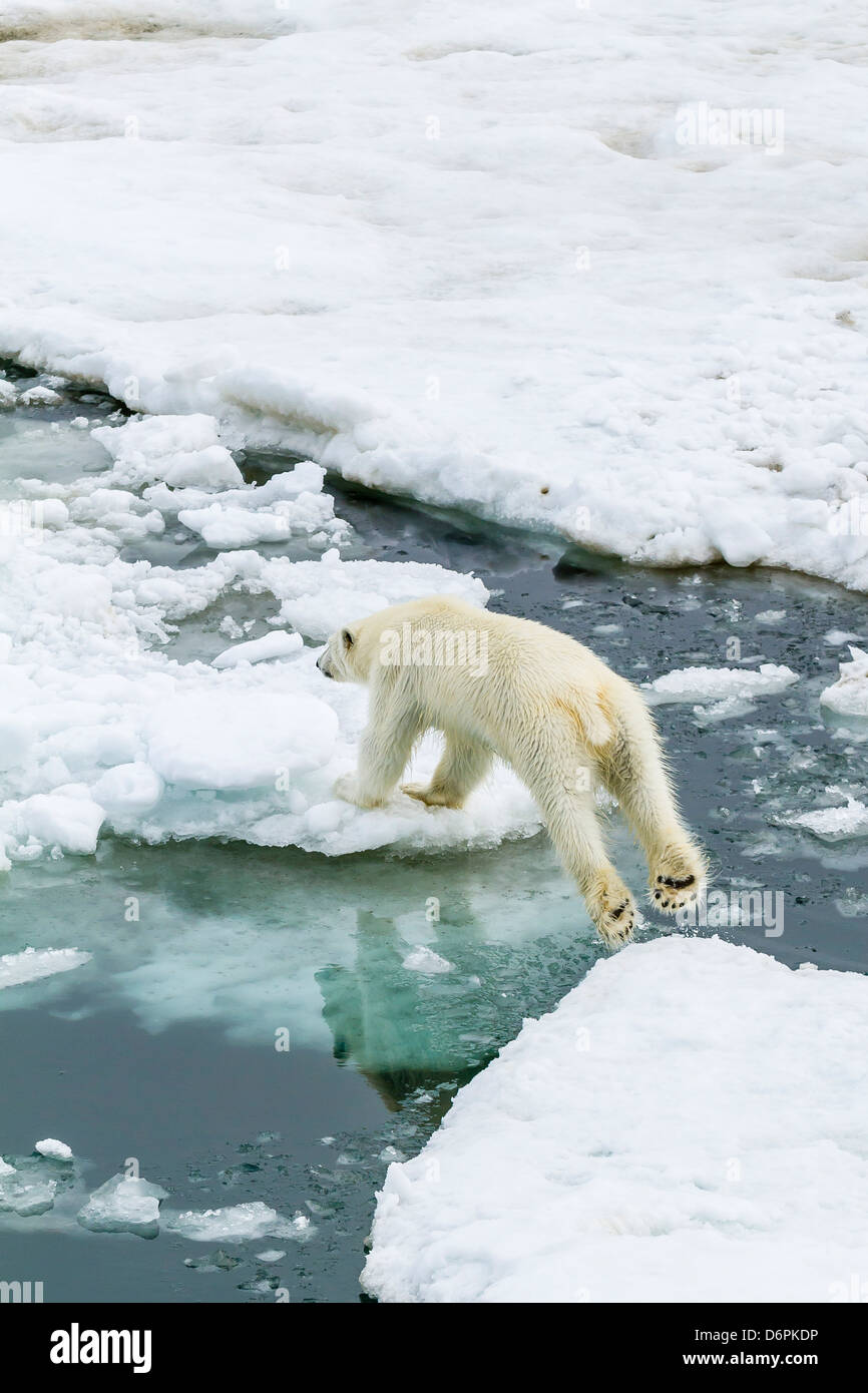 Giovane orso polare (Ursus maritimus) sul ghiaccio di recare il suono, isola Spitsbergen, Svalbard, Norvegia, Scandinavia, Europa Foto Stock